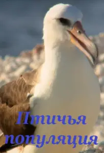 Птичья популяция (фильм 2018)