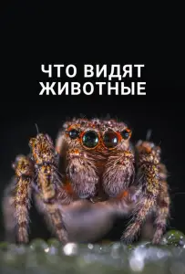 Что видят животные (фильм 2018)